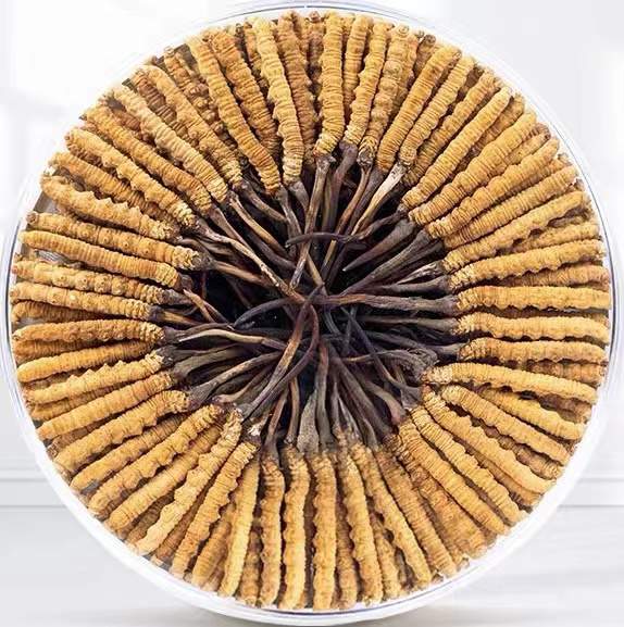 玉树冬虫夏草回收